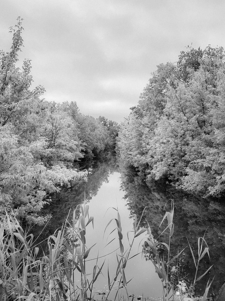 Photo #11530825
