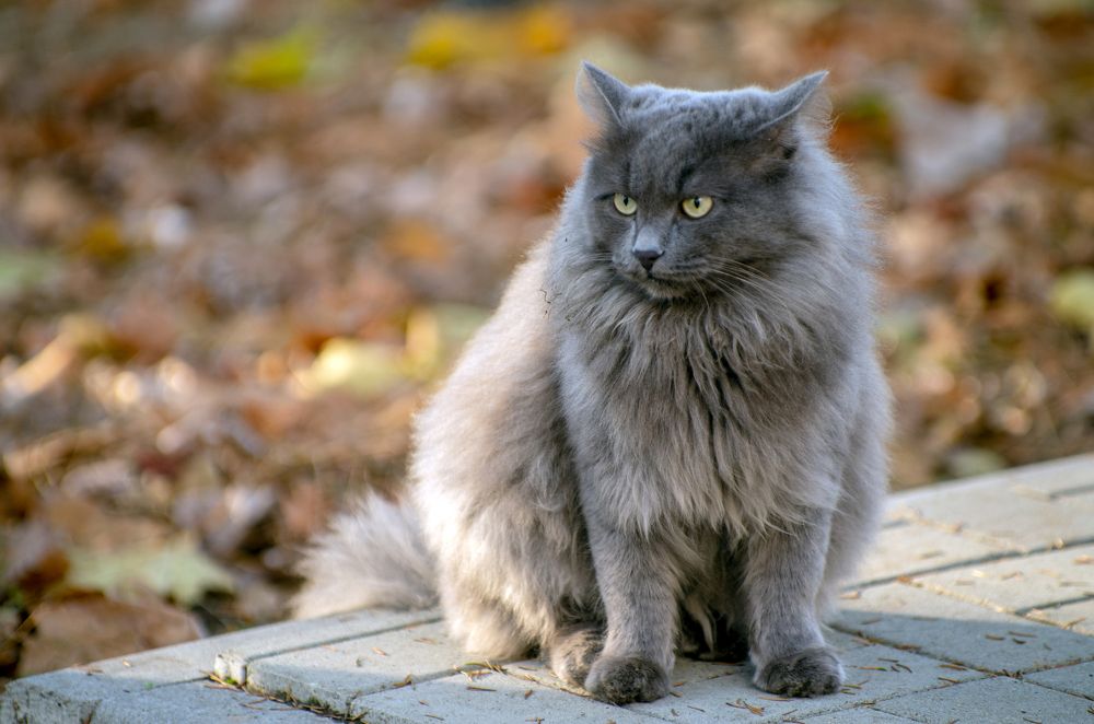 Уличный кот