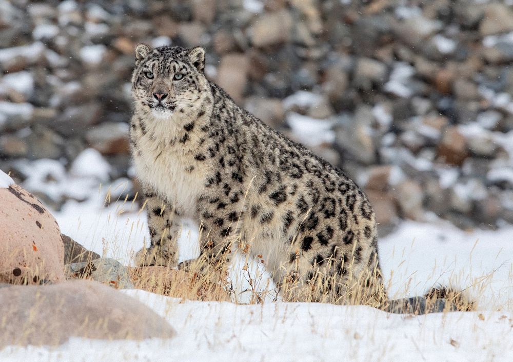 Photograph by Batzaya