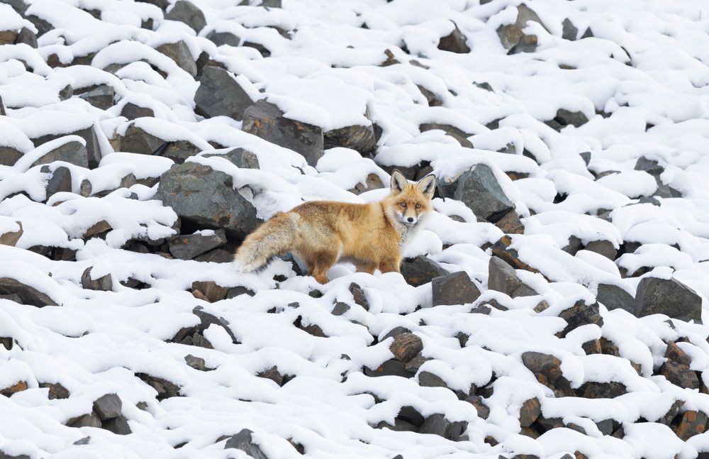 Photograph by Batzaya Choijiljav