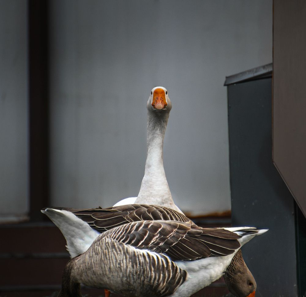 Photograph by Sergej