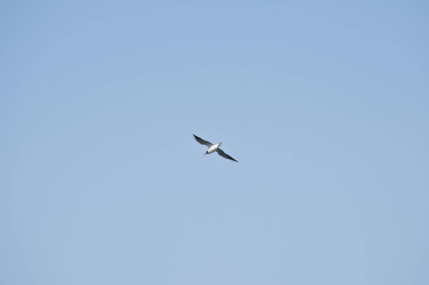 Фотография #11531686