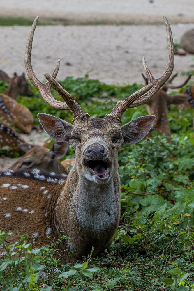 Photograph by Anantharajha Manoj