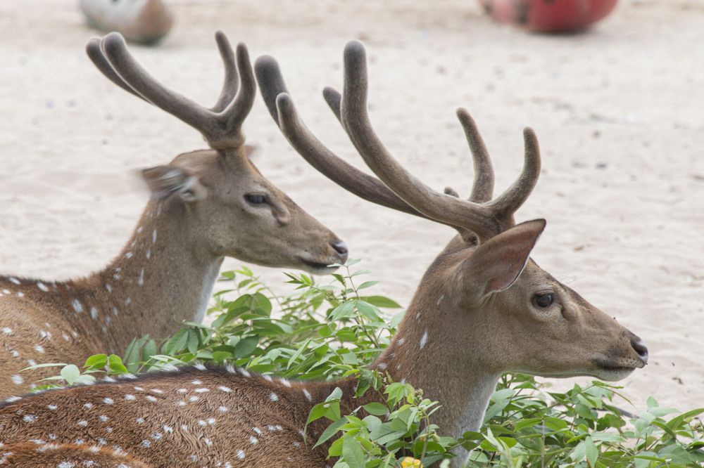 Photograph by Anantharajha Manoj