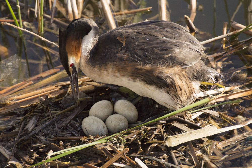 Photograph by Аlessandro