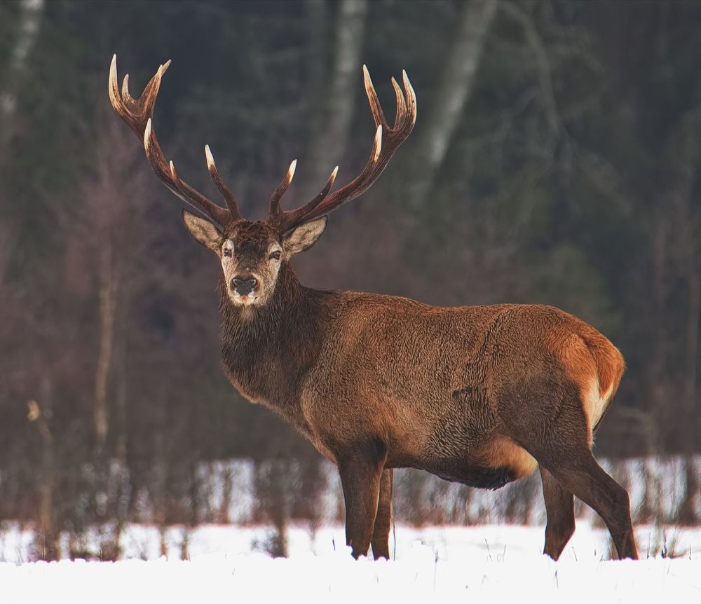 Photograph by Игорь Щербаков