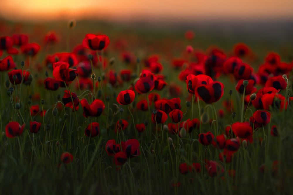 Фотография автора Юлия Март