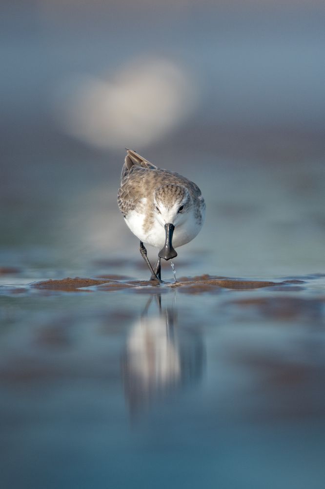 Spoon-billed Sanpiper