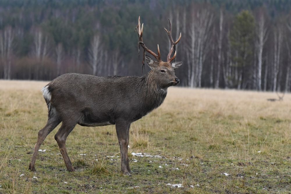 Фотография автора Сергей Чесноков