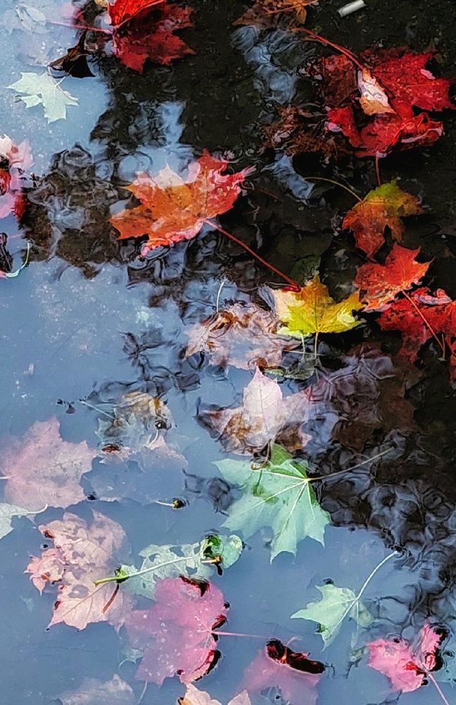 Застывшая осень