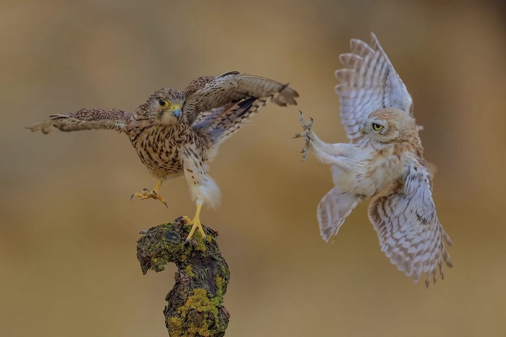 Фотография автора David Manusevich