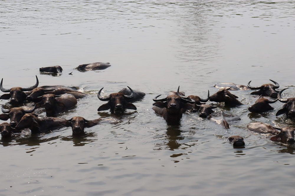 Photograph by JAYANTA CHAKRABORTY