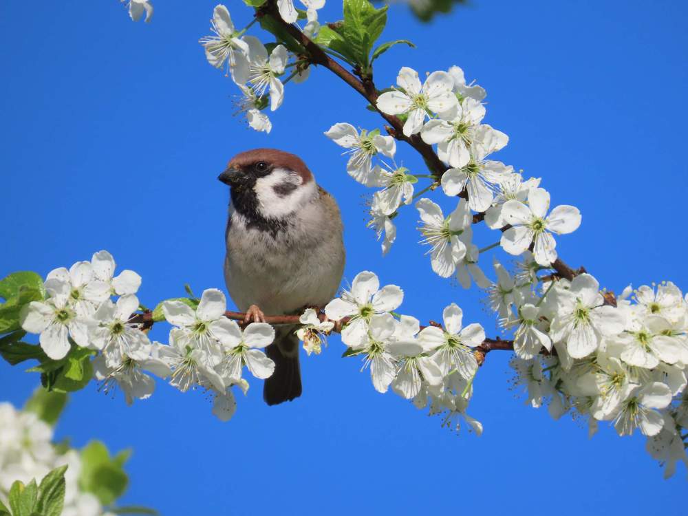 Воробей и май