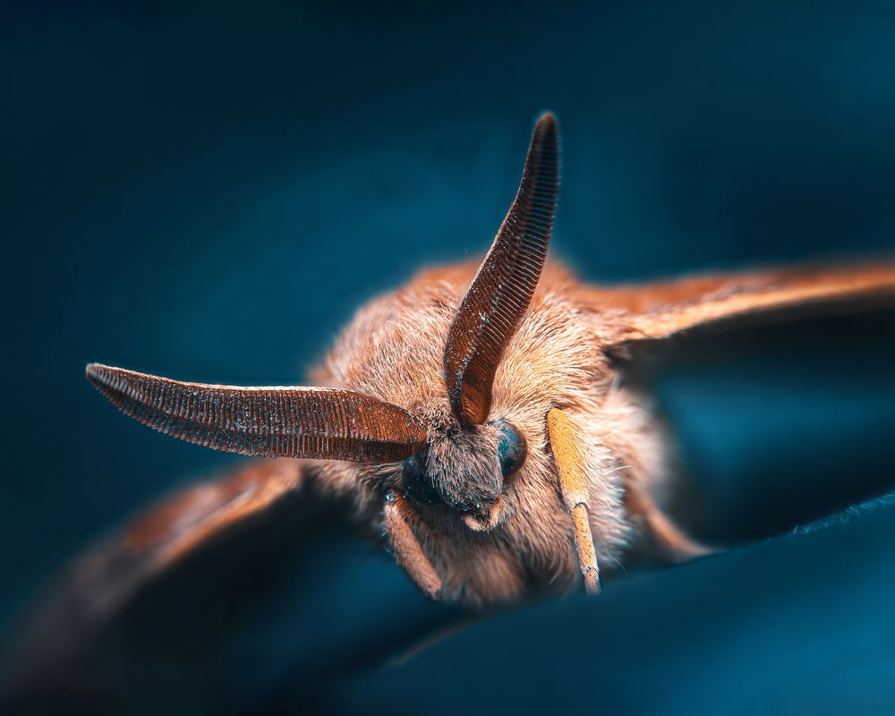 Photograph by Xavier