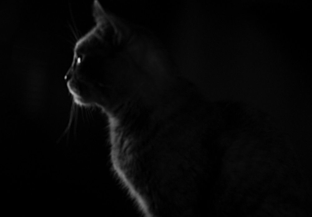 Photograph by Ольга Шевцова