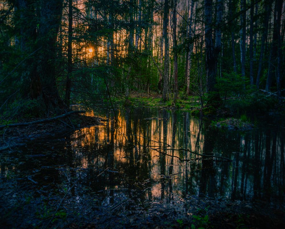 В чаще леса