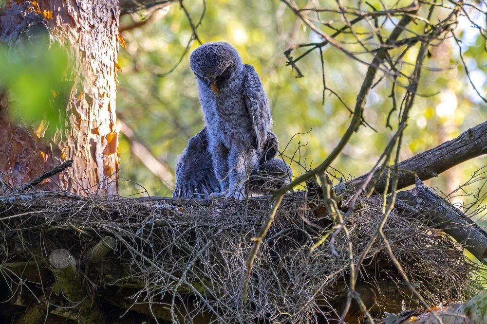 А придется прыгать...