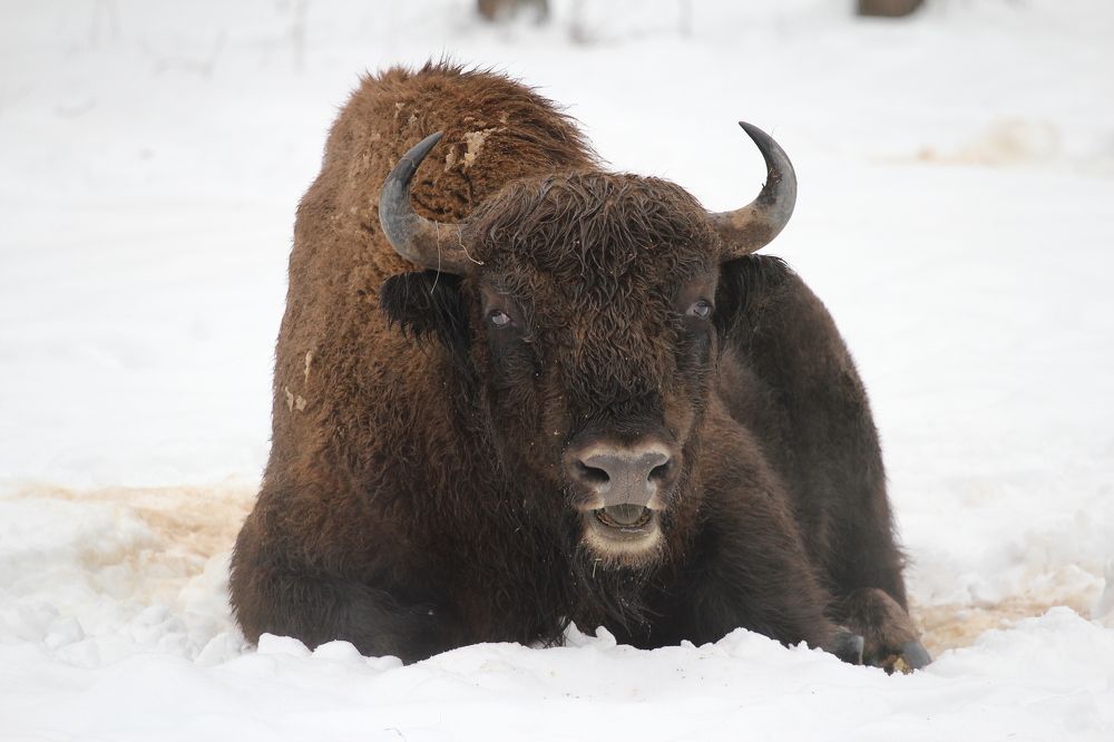 Фотография автора Колосова Елена