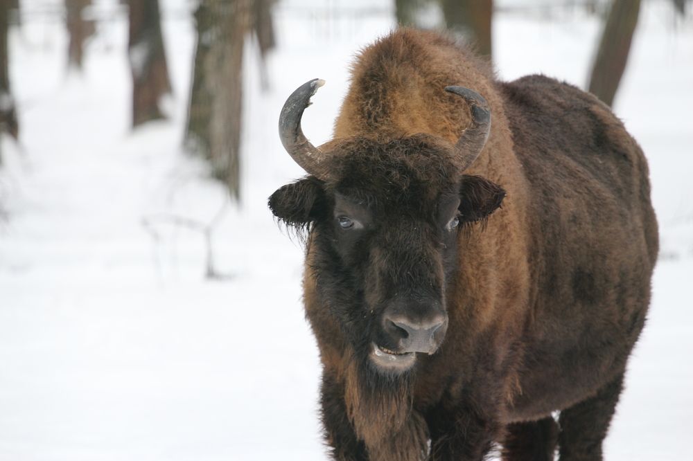 Фотография автора Колосова Елена