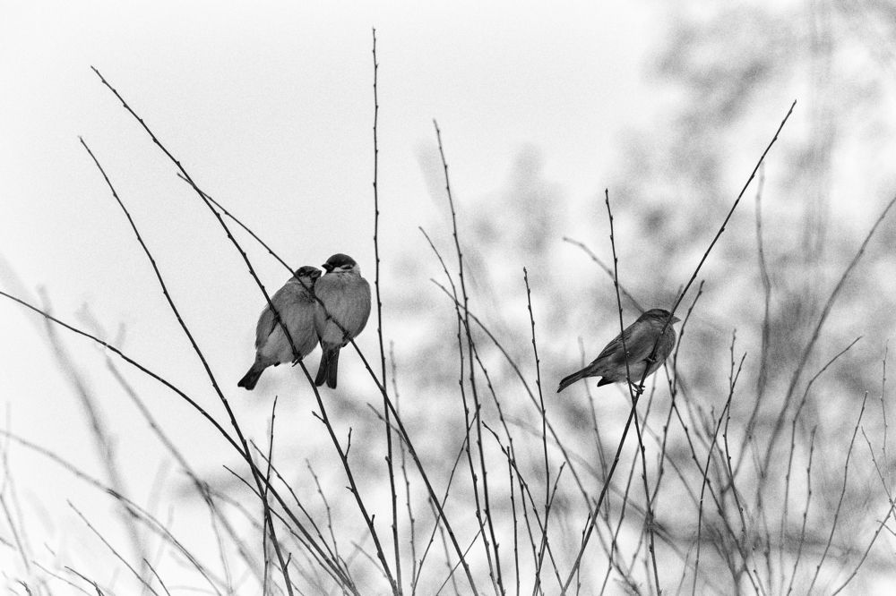 Photograph by Ольга Дунаева