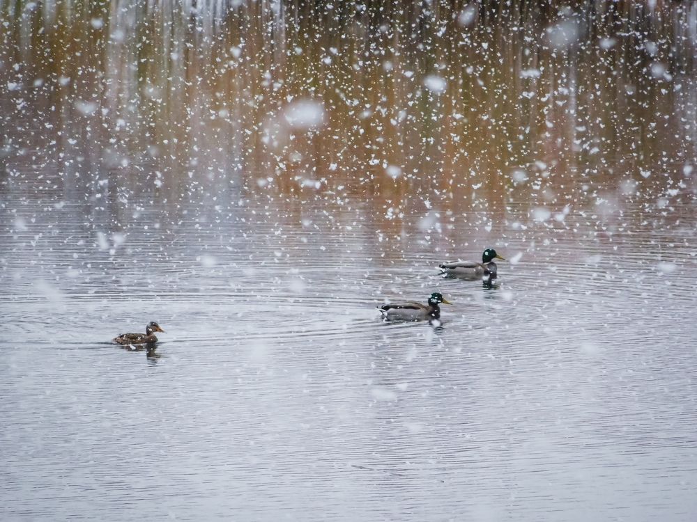 Photograph by Юлия Закопайло