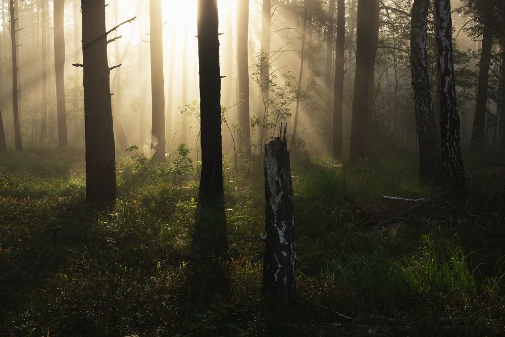 Свет в лесу