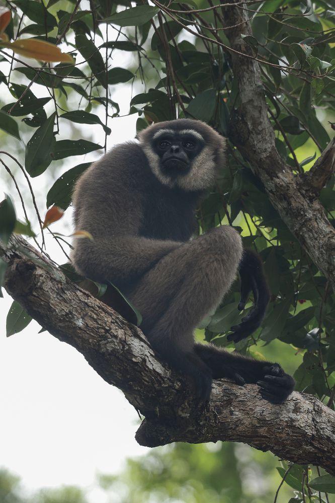 The Gibbon