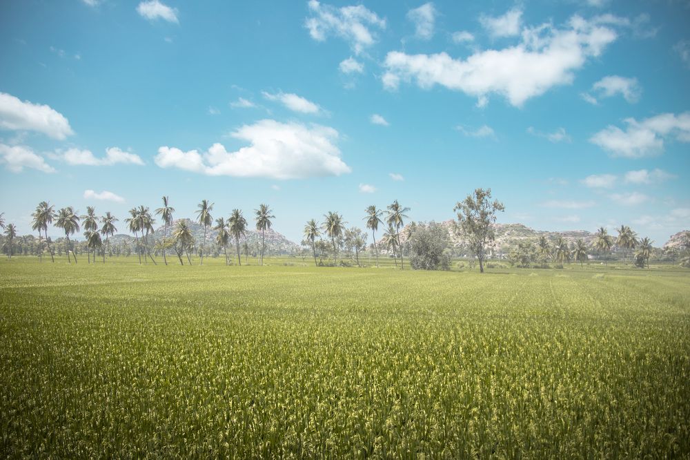Hampi Field