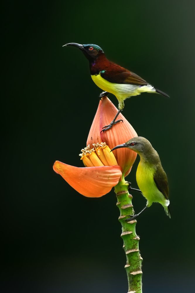 Purple-rumped Sunbirds on a Banana Blossom