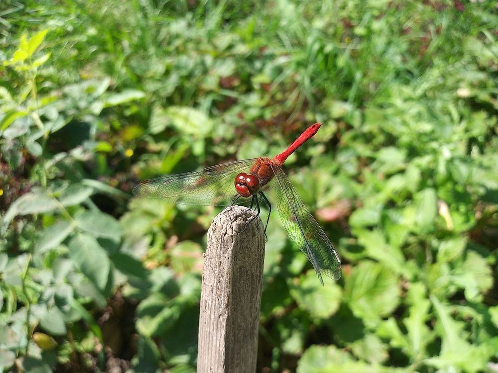 Photograph by Инна Голубева