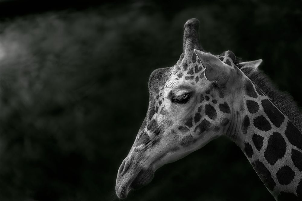 Photograph by Kaisyakuji Yushi