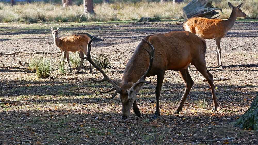 Photograph by Владимир Лобанов