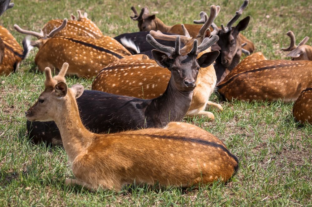 Photograph by Диана Бородзе