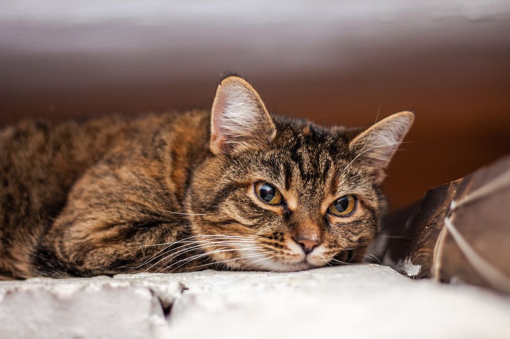 Photograph by Полина Федькина