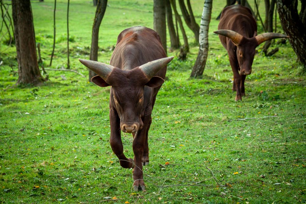 Photograph by Диана Бородзе