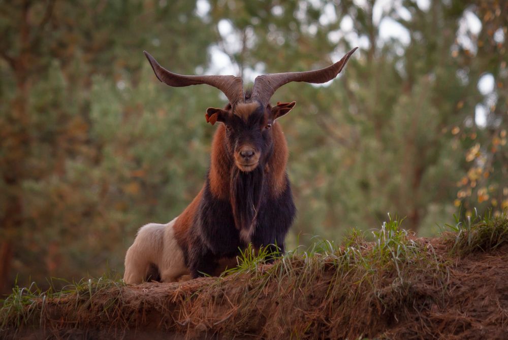 Photograph by Диана Бородзе