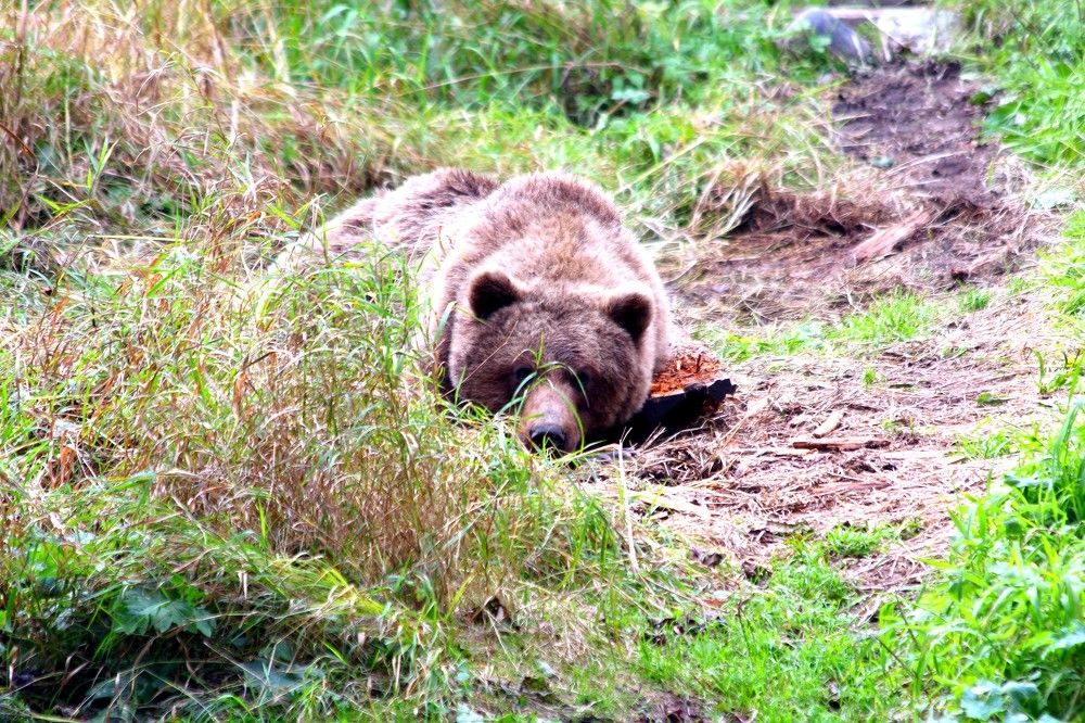 Скучающий мальчик.