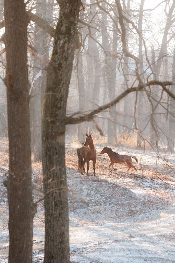 Фотография автора Елена Гордиевская