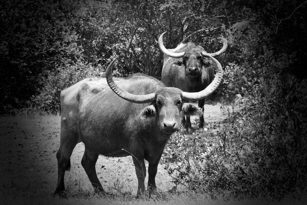 Photograph by Bimali Fernando