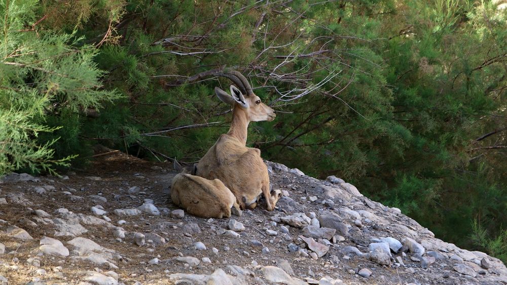 Нубийская горная коза (Эйн-Геди)