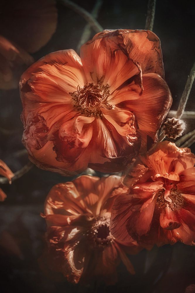 Photograph by Нина Жихарева