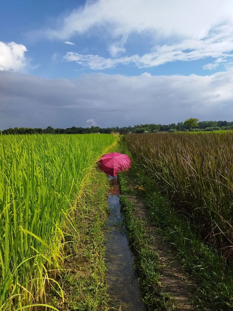 Photograph by Dr.Kajal Bakshi