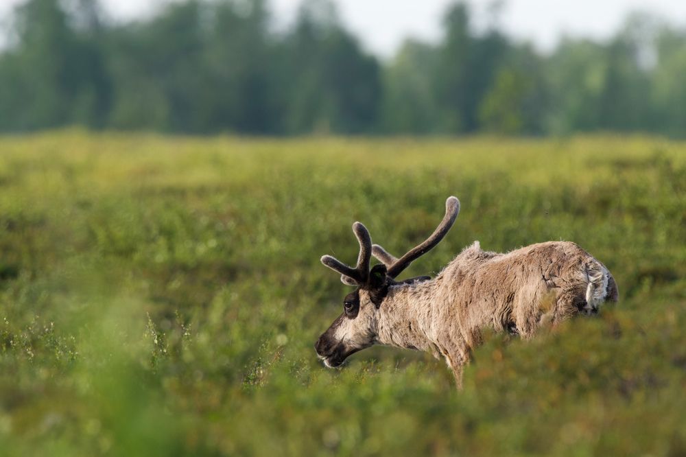 Фотография автора Viktoriya Kim