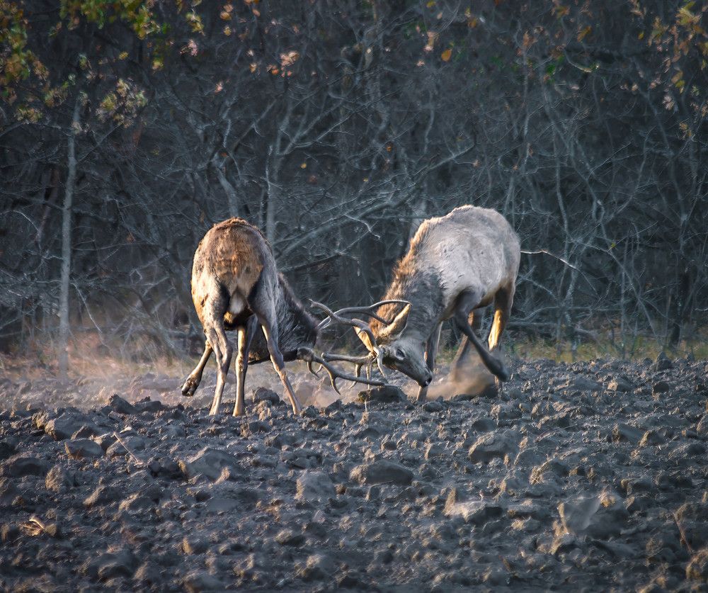 Вечерняя разминка