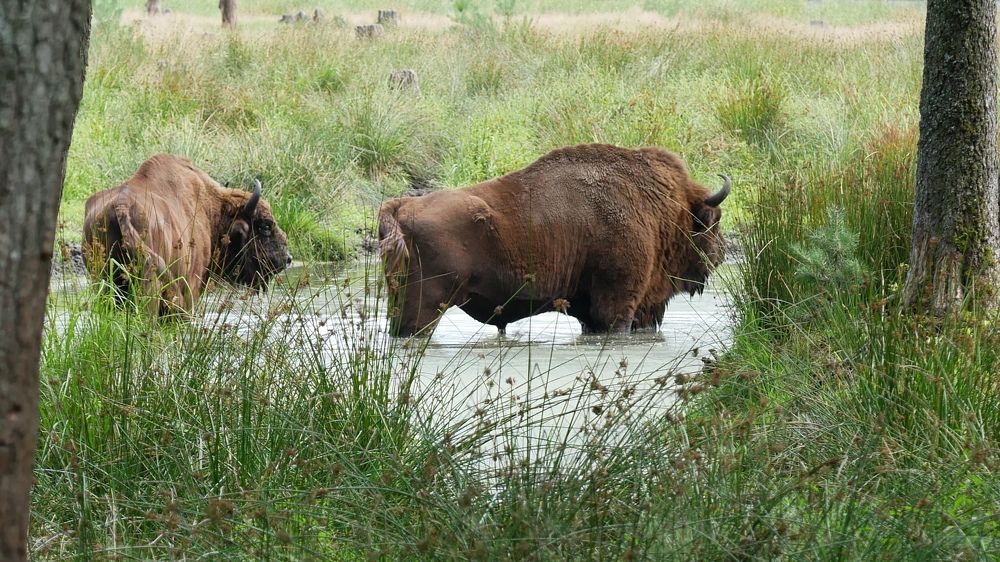 Photograph by Наталья Лобанова