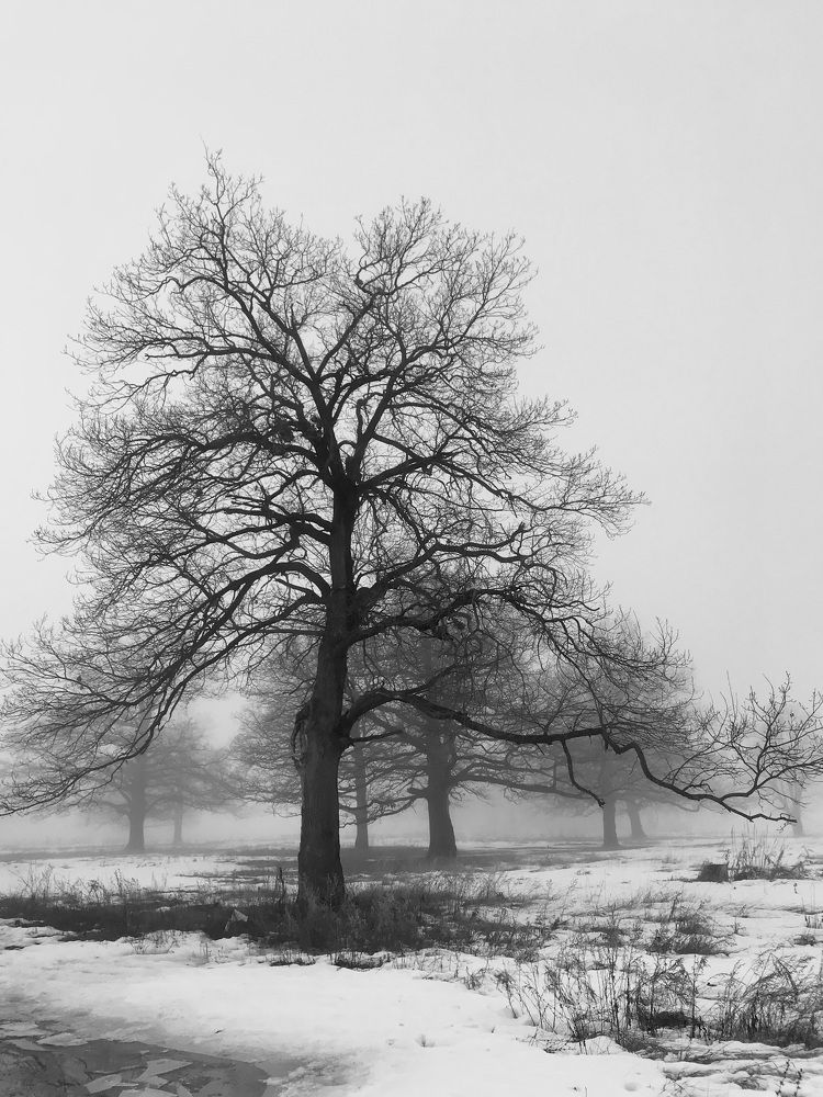 Photograph by Шестакова Наталья