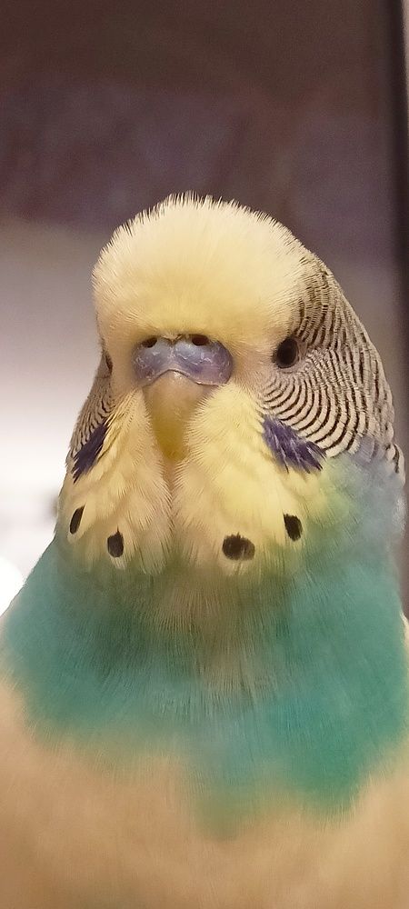Photo #11537594