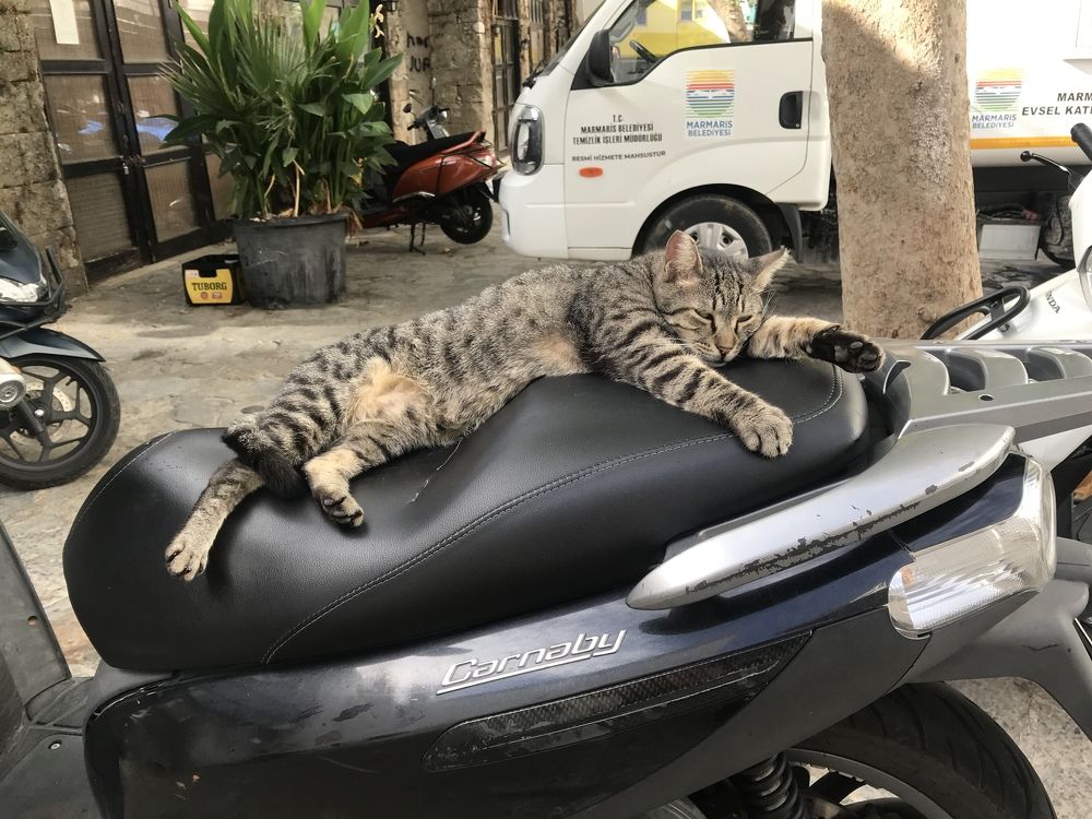 Пока хозяин ушел по делам, я посплю…