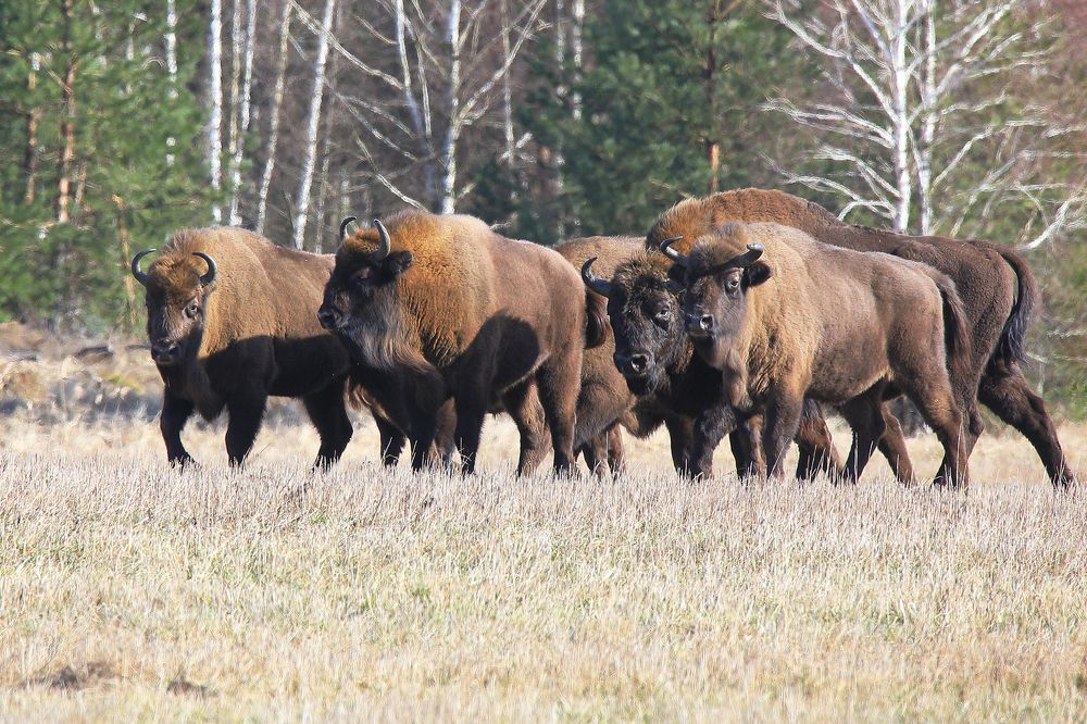 Photograph by Николай Протасеня