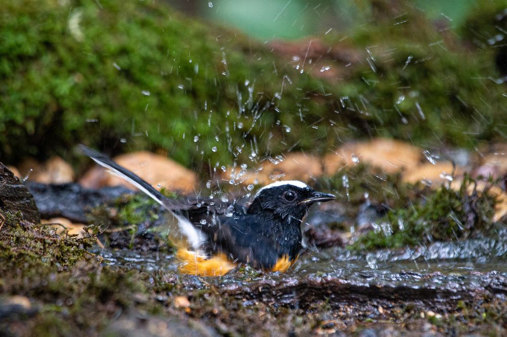 Photograph by Roslan Alias